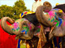 Feria de Elefante en Jaipur