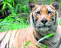 Reserva de Tigres d Panna Madhya Pradesh en India