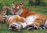 Nagarhole National Park