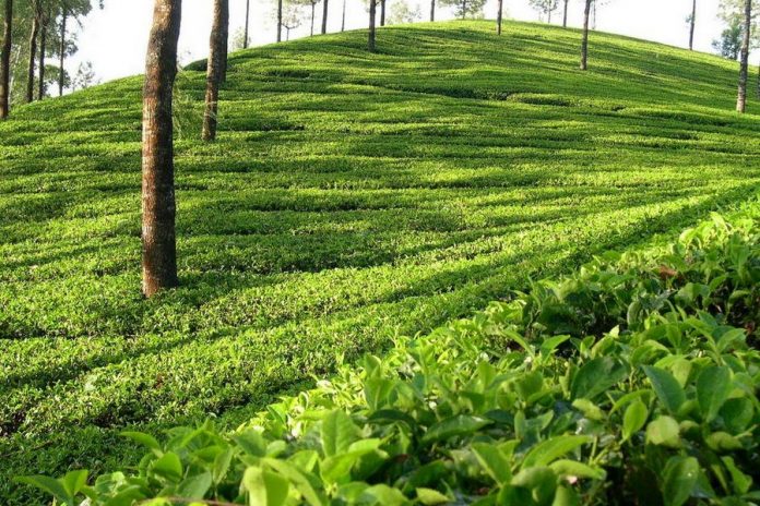 assam