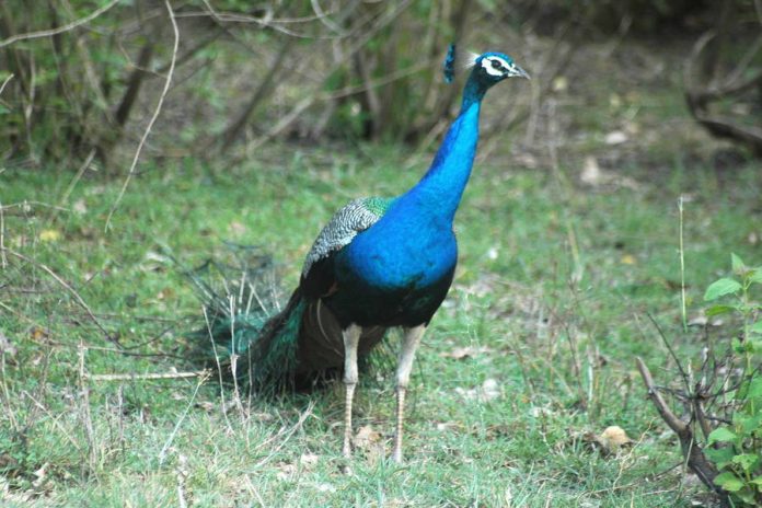 bandhavgarh-national-park