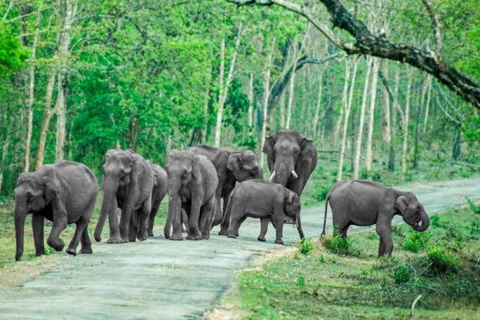 bandipur-national-park