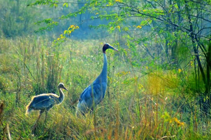 bharatpur-bird-sanctuary