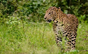 Parque Nacional Sasan Gir