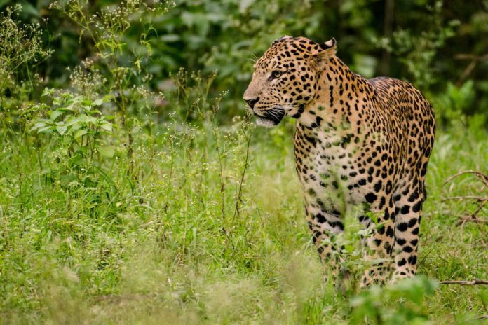 gir-national-park