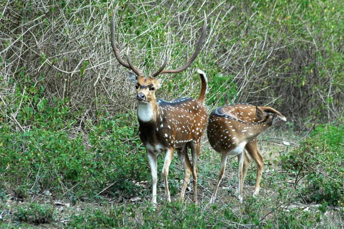 iduki-national-park