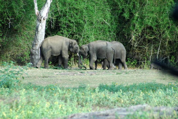 kanha-national-park