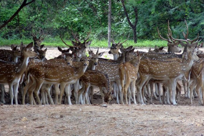 karimnagar