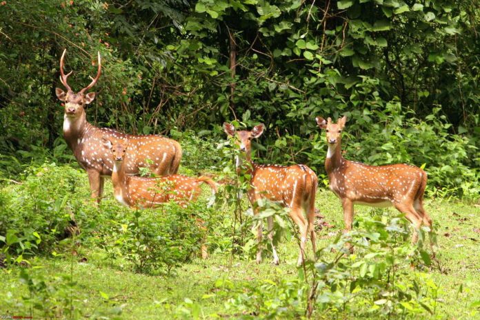 kaziranga-national-park