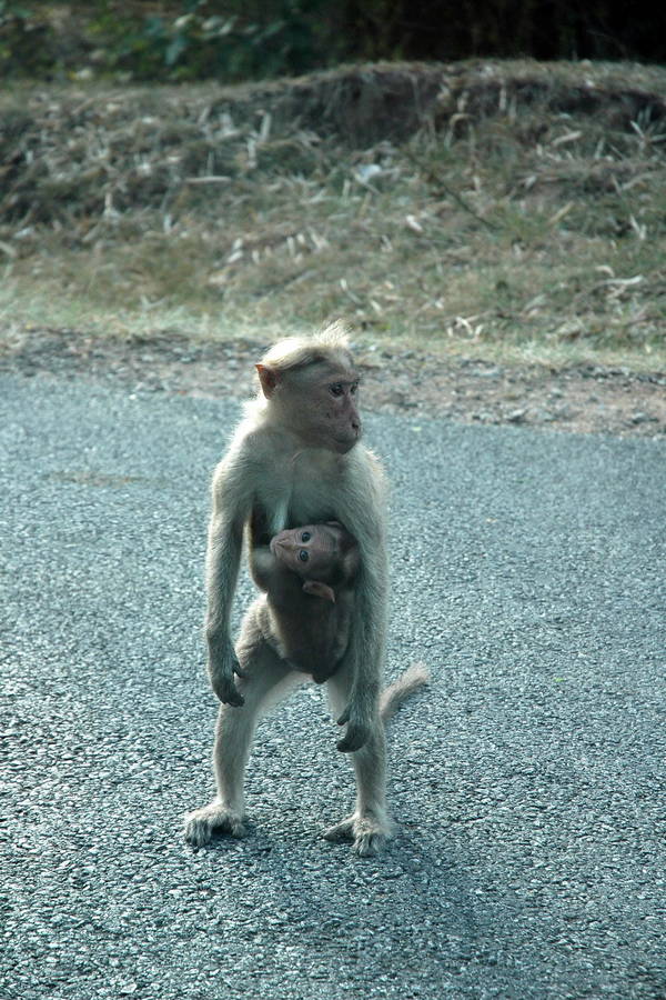 muthanga-national-park