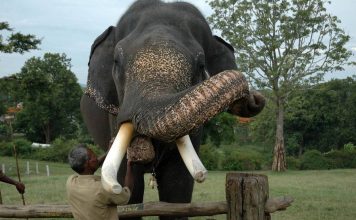 Parque Nacional Nagarhole