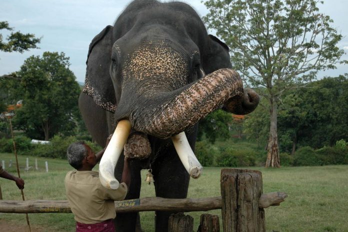 nagarhole-national-park