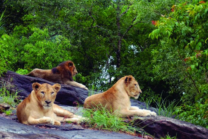 peppara-national-park