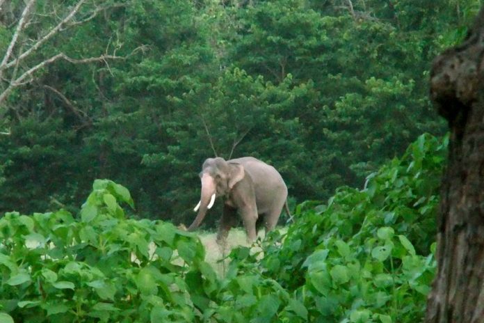 rajaji-national-park