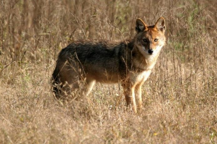ranthambore