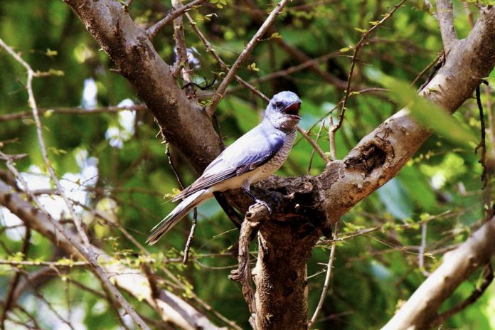 sariska