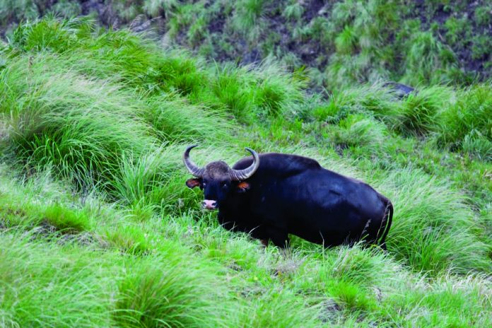 sariska-national-park