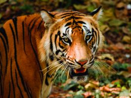 Reserva de Tigres de Panna Madhya Pradesh