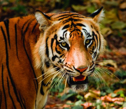 Reserva de Tigres de Panna Madhya Pradesh