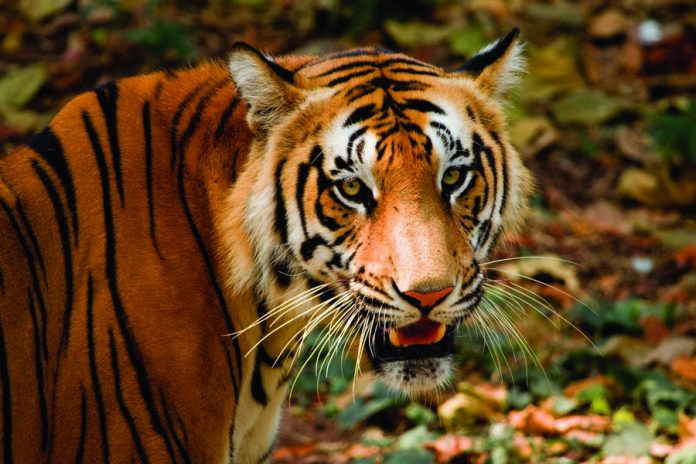 Reserva de Tigres de Panna Madhya Pradesh Reserva de Tigres de Panna Madhya Pradesh